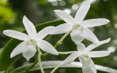 À la découverte des orchidées de Madagascar: splendeur et mystère