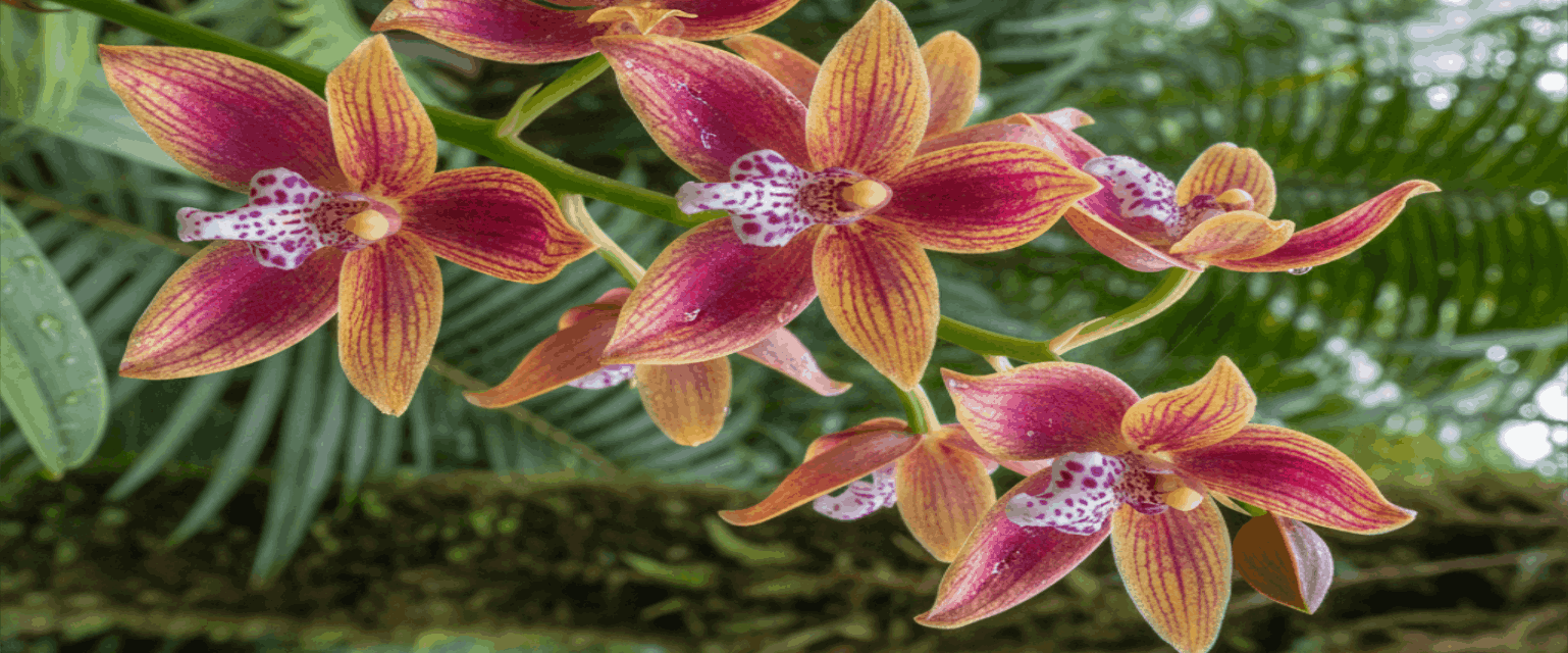 l'orchidée cynorkis, connue pour ces petites fleurs colorées, souvent roses ou blanches