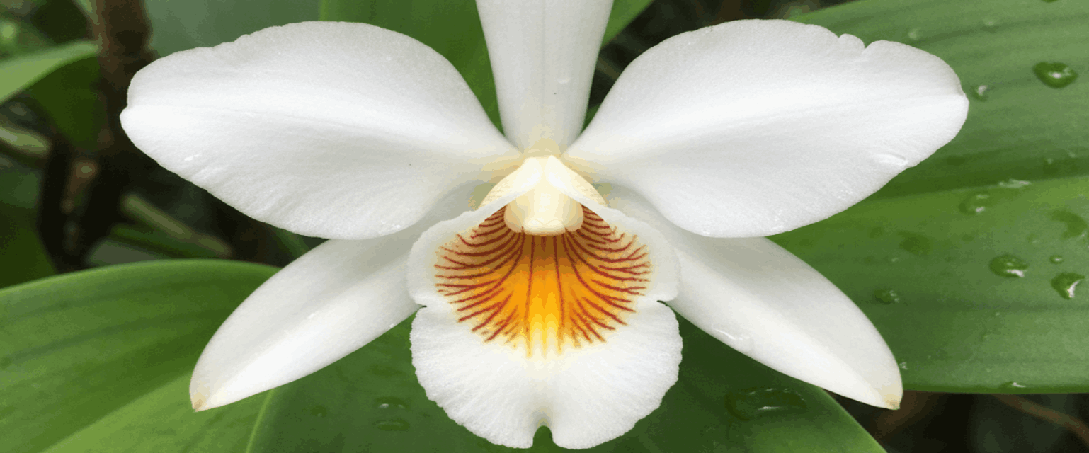 orchidée vanila avec des fleurs blanches et coeur orangé.