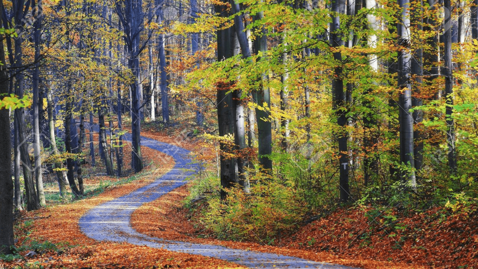 2025-Bilan-cattamada